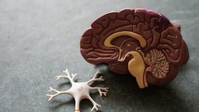 Memory and Neuro Health service at Loan Saving Network